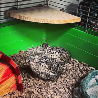 Button Quail